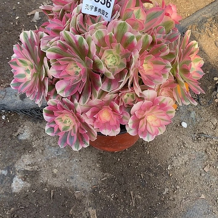 多肉植物女巫556多肉