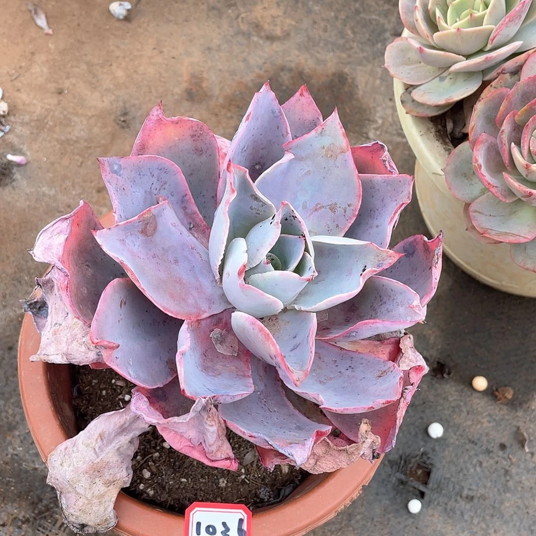 1026晚霞 一物一拍多肉