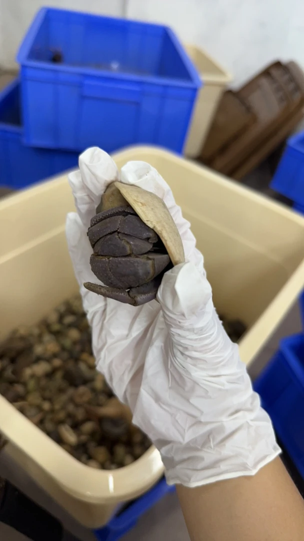 巨无霸大深紫2个