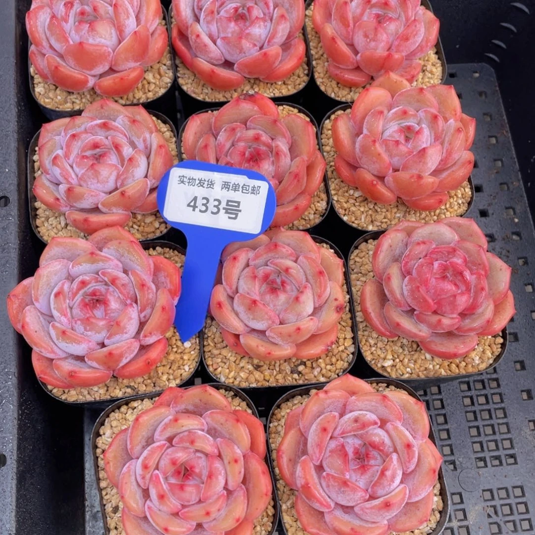 433号果冻包包韩橙单头一个