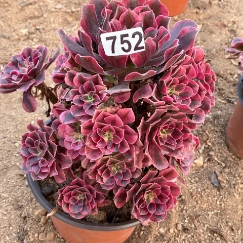 752美杜莎法师多肉植物