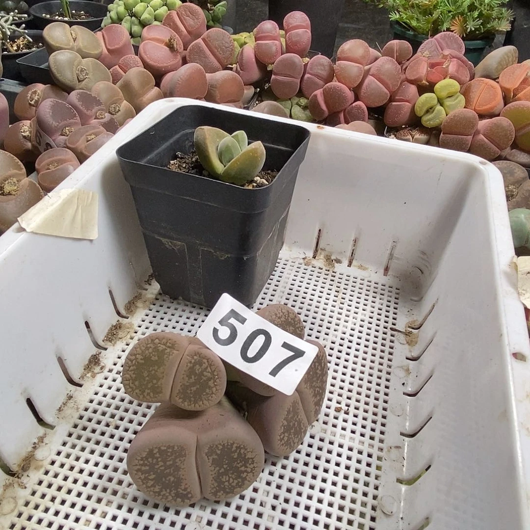 生石花一物一拍2颗507