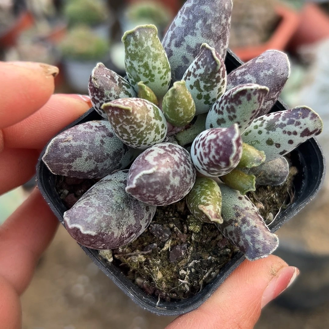 多肉植物海豹水泡