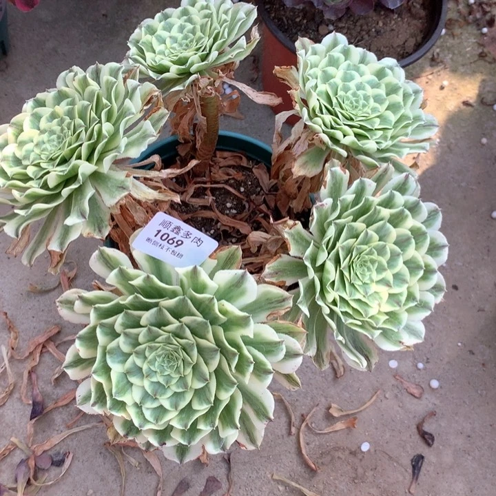 1069碧浪多肉植物特价不售后