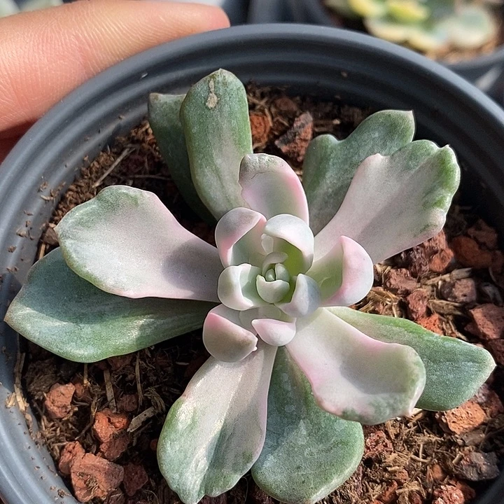 美尻锦多肉植物多肉