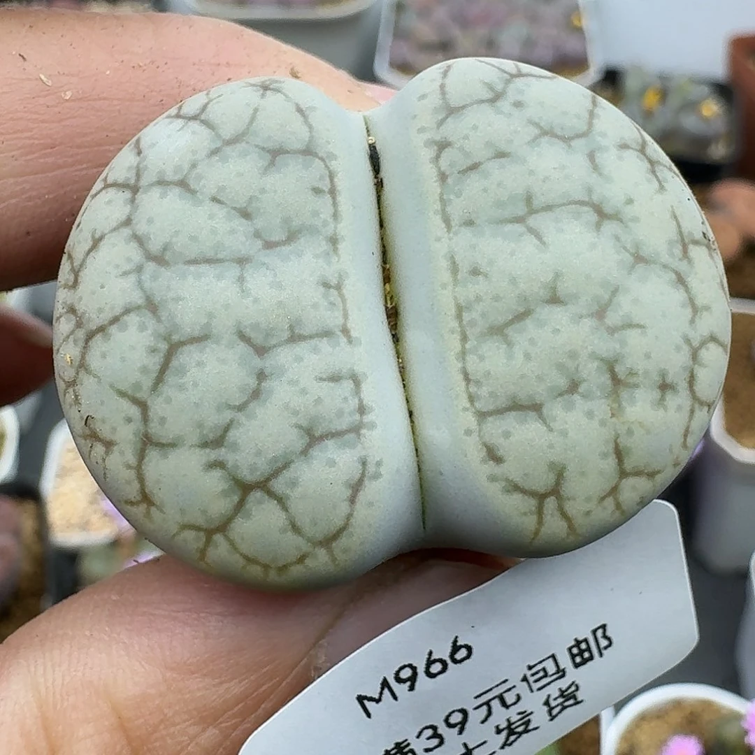 966号3.8厘米哈哈哈哈