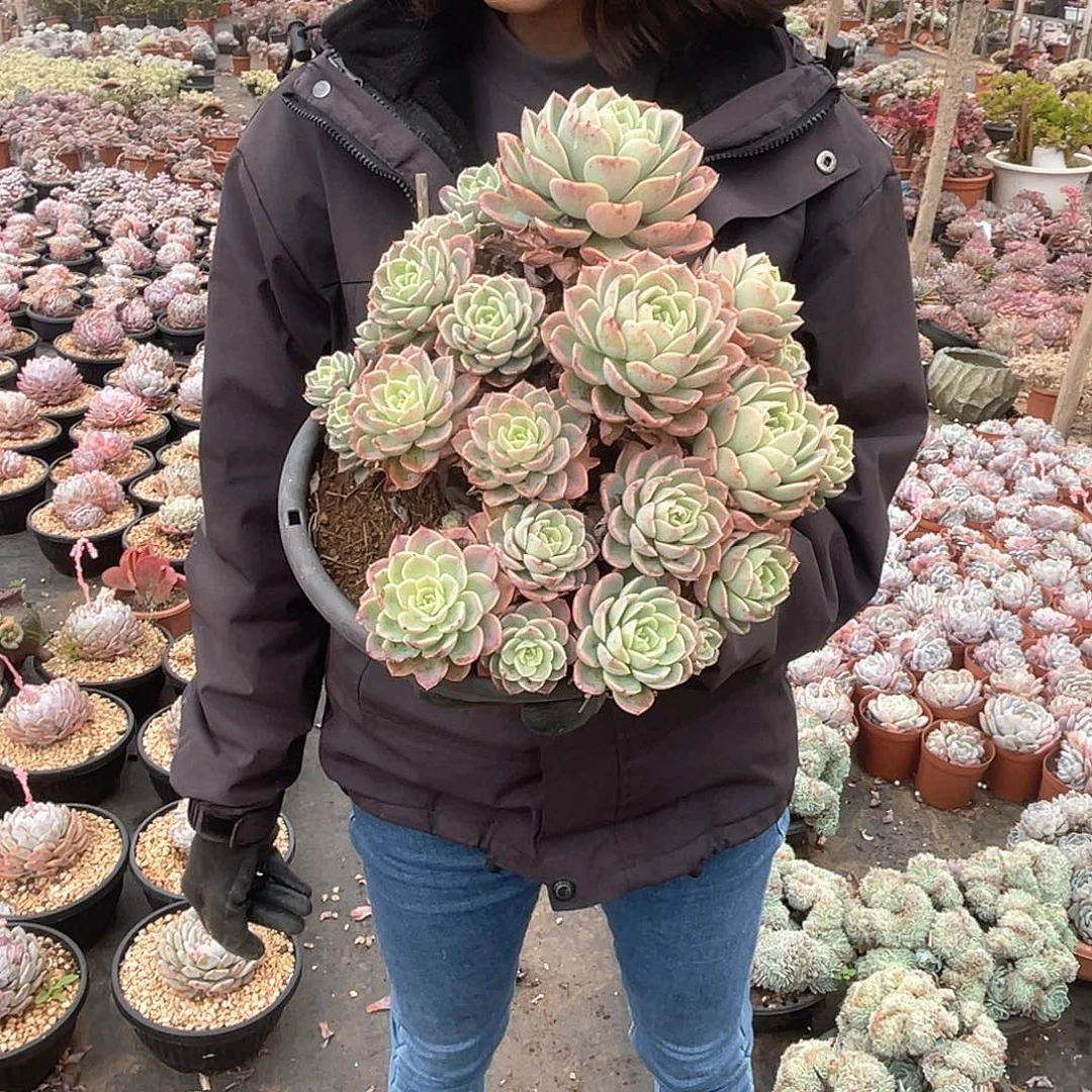 哈密瓜39米 量拍多肉