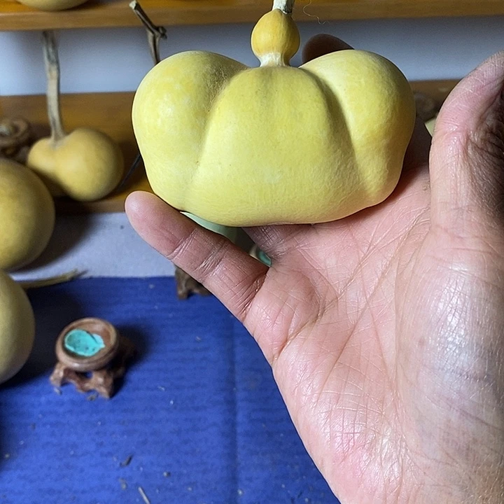 p***n青皮葫芦手把件葫芦种子