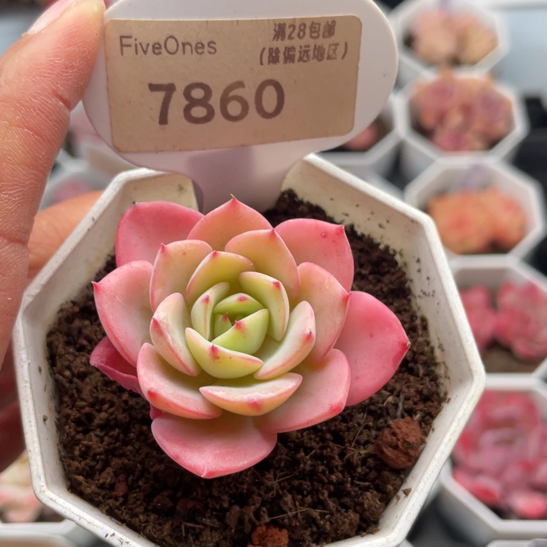 高贵7860-5.0厘米