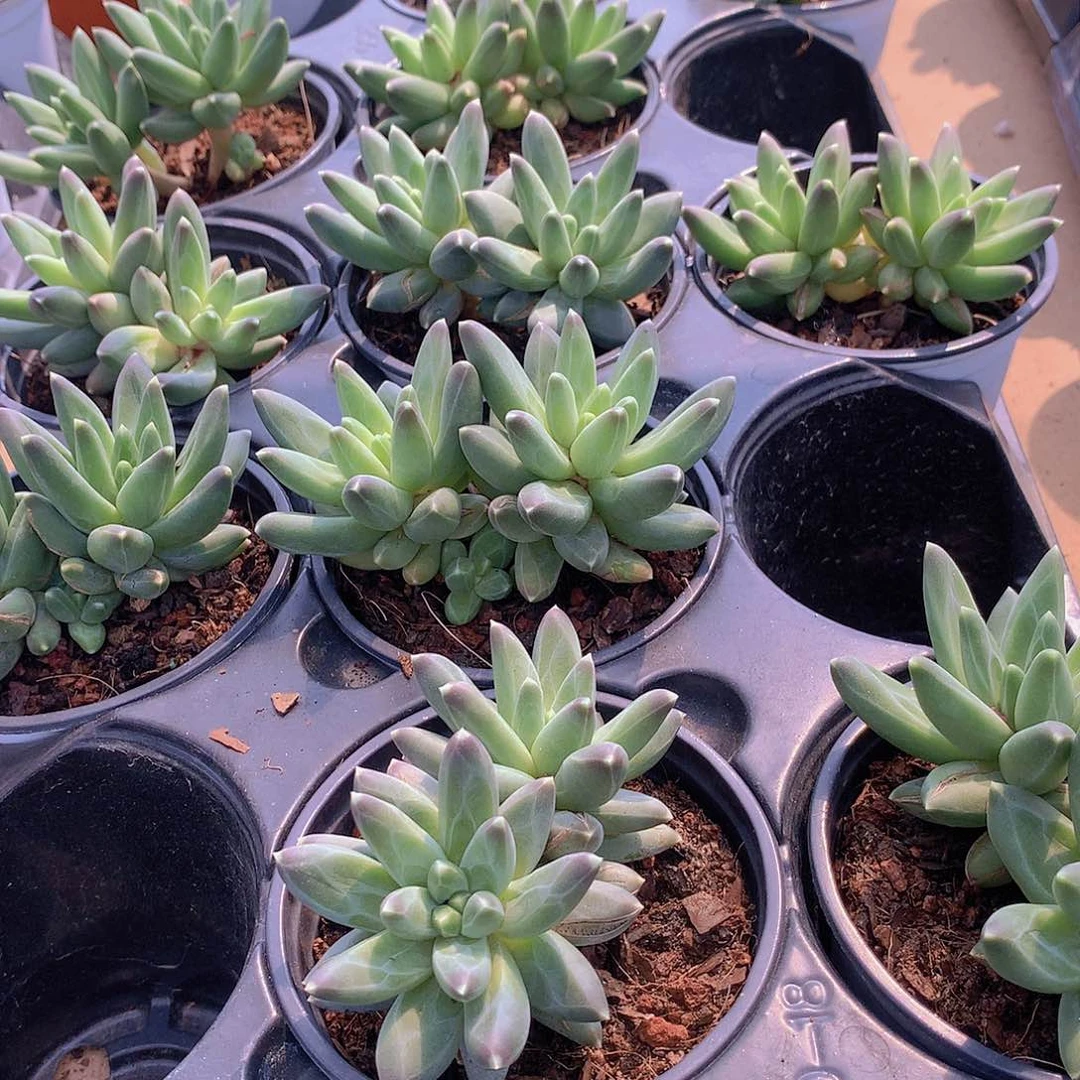 乌拉克拉234567788999900