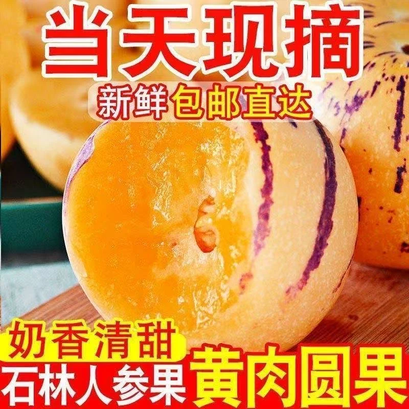 【坏果包赔】（果王）云南正宗石林人参果清甜多汁新鲜采摘现摘现发