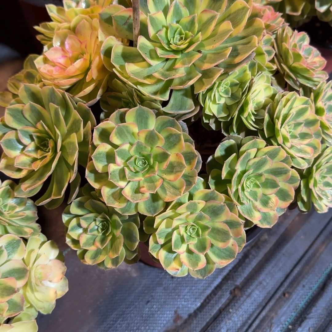 花***光雨荷多肉1771多肉