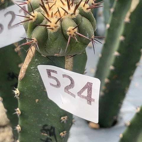 夏***年524号袖蒲苗接孤龙丸