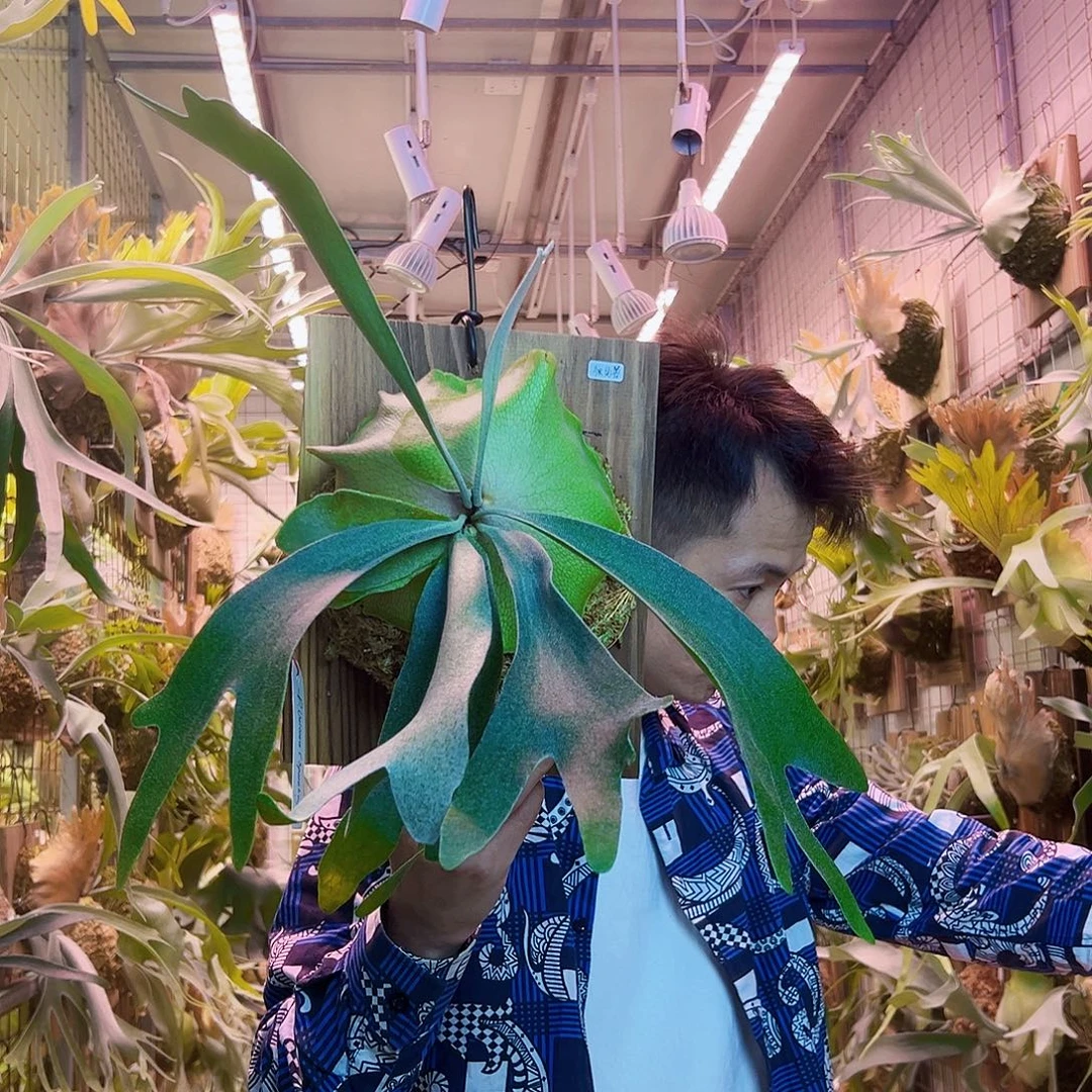 无花朵独角兽a35。