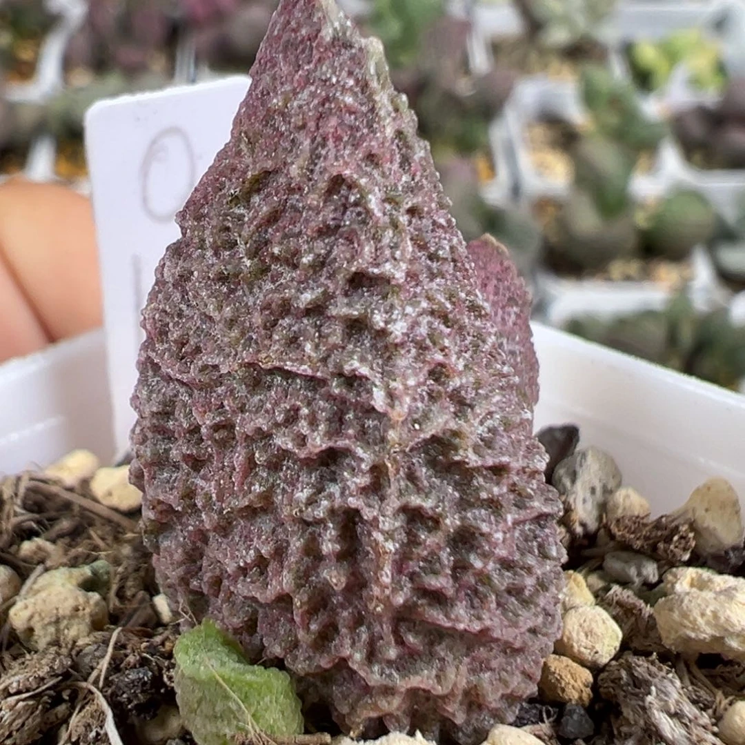 w乱纹款实生新品多肉植物