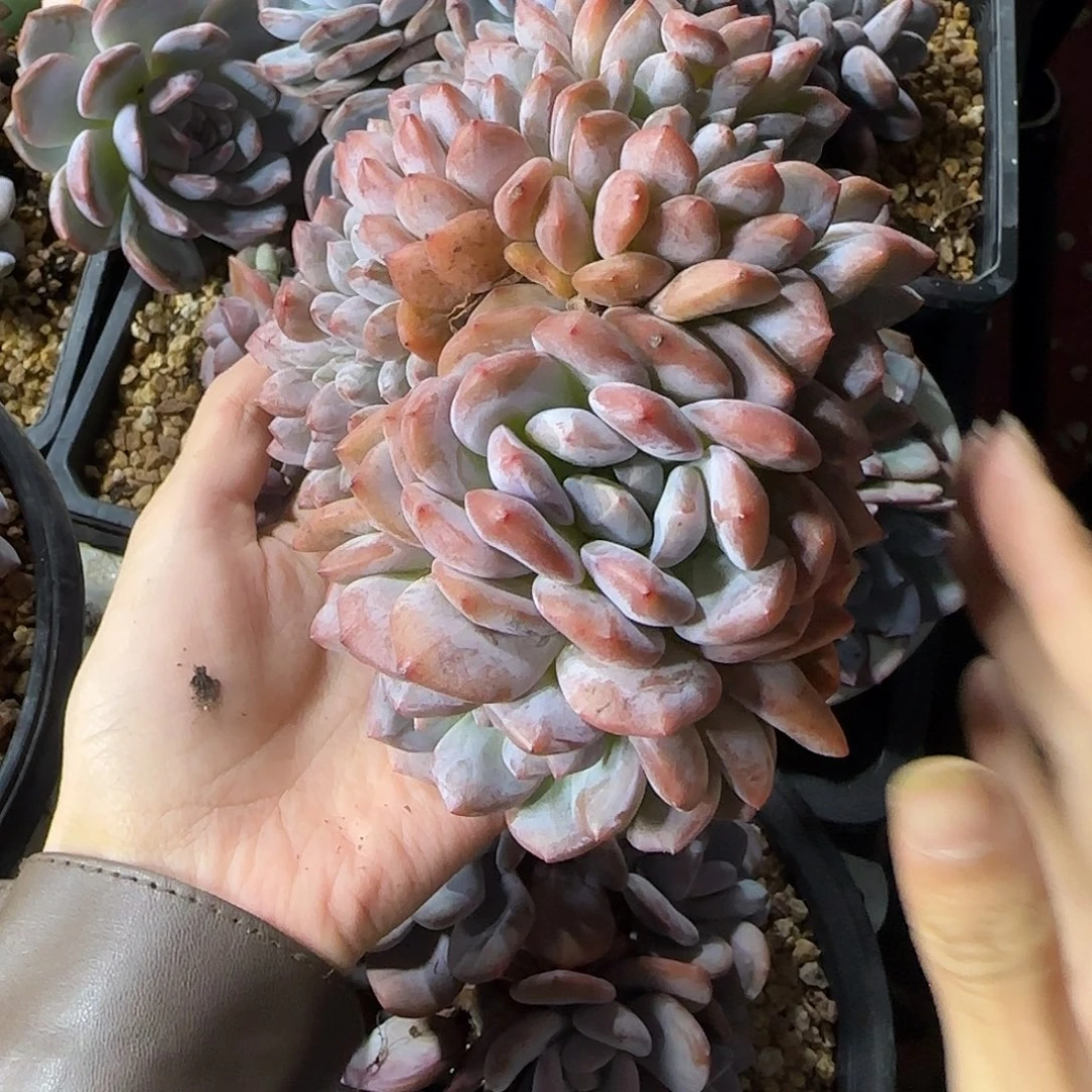 叶插橙子缀化一物一拍