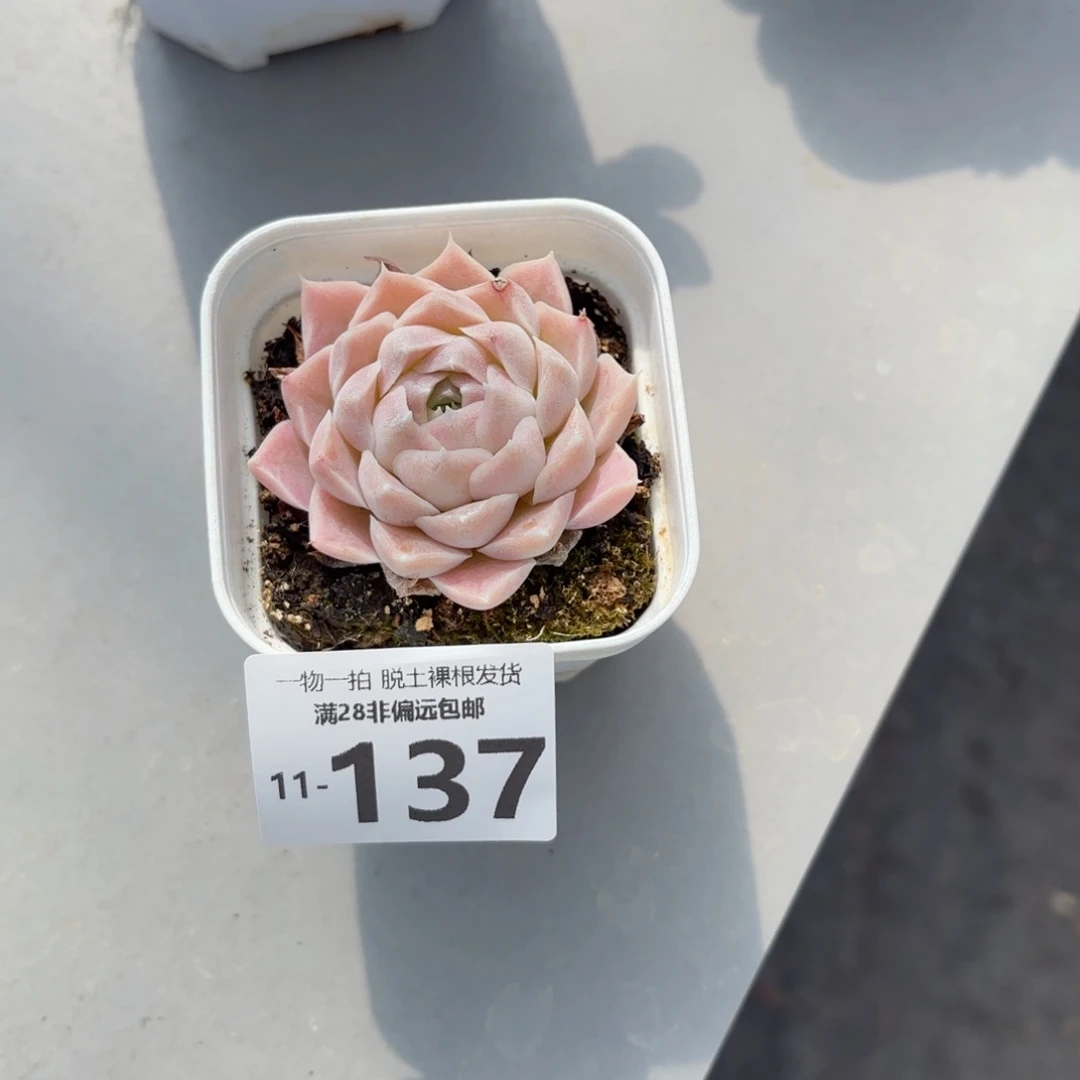 紫月影多肉多肉多肉