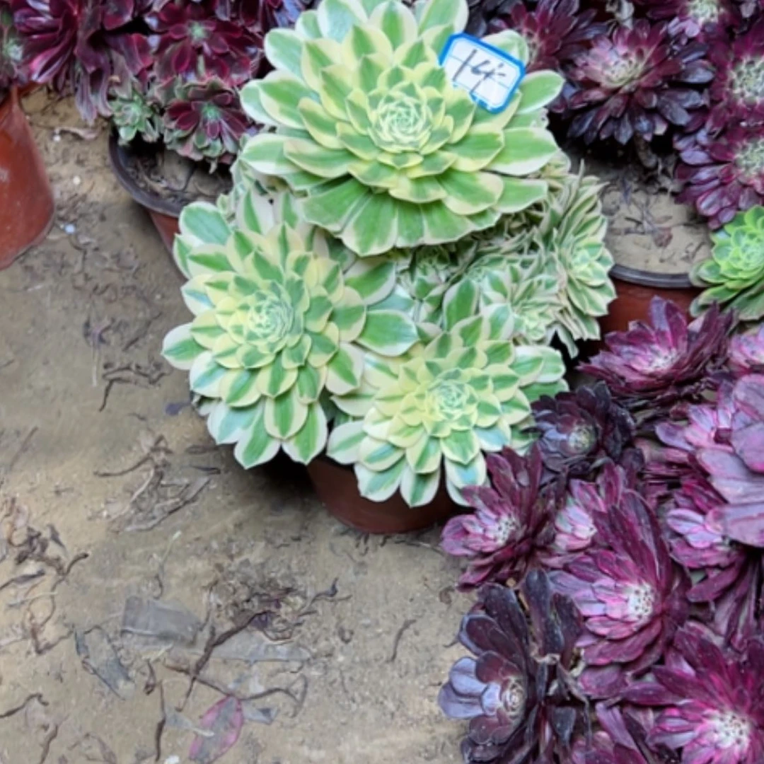 【闪购商品】7****姐多肉植物迈八赫14