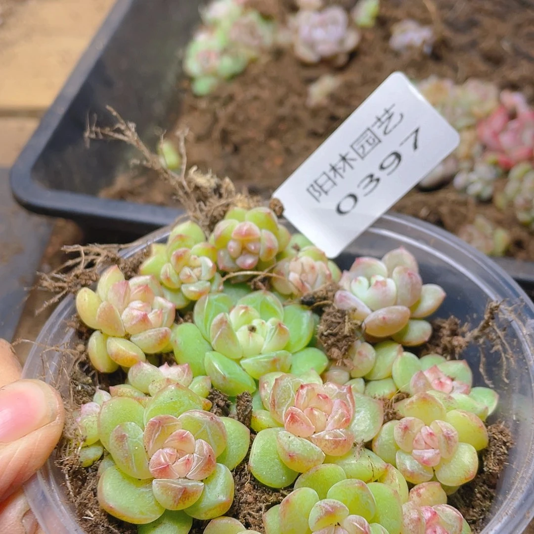 多肉植物多肉植397