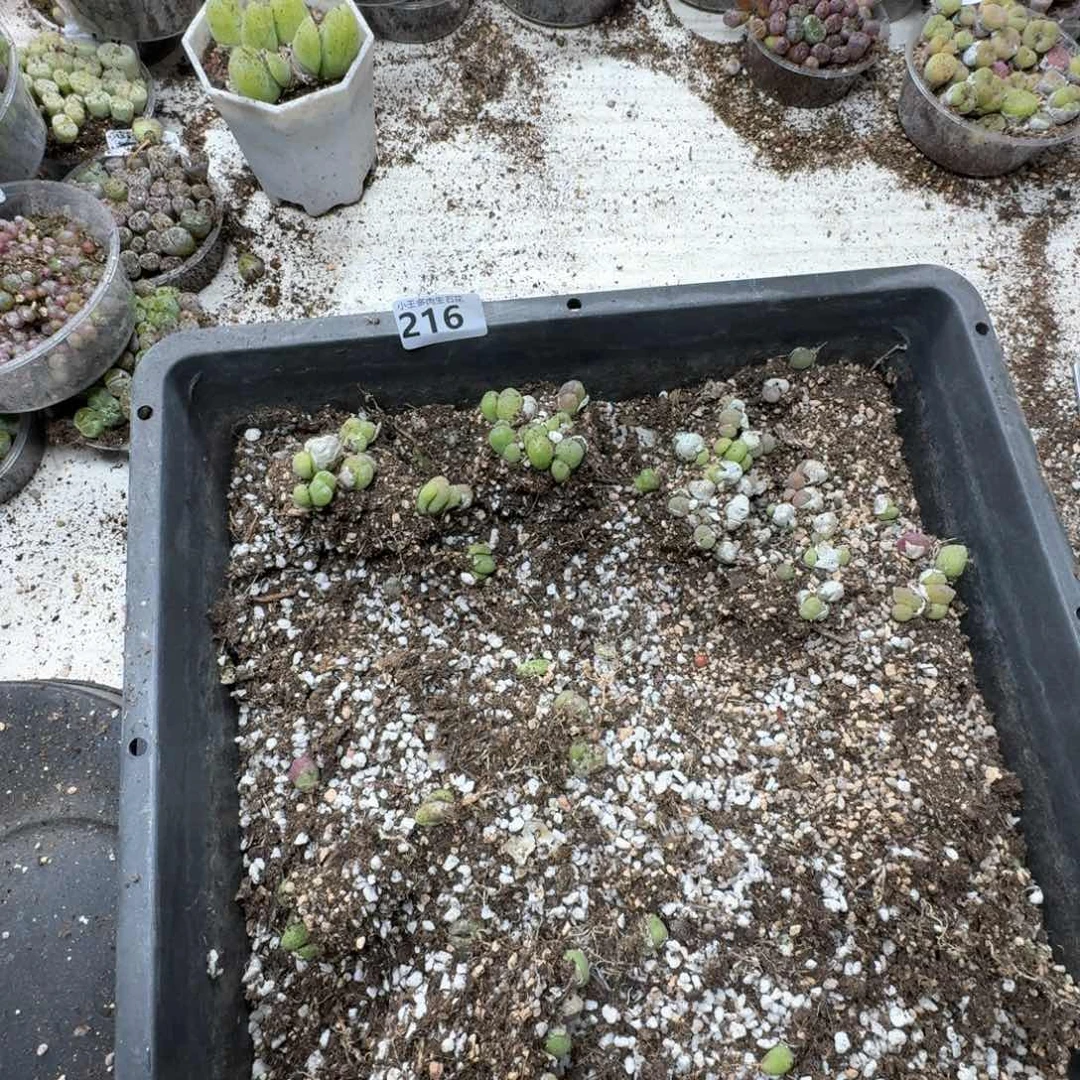 216。  毛翠滴脱土