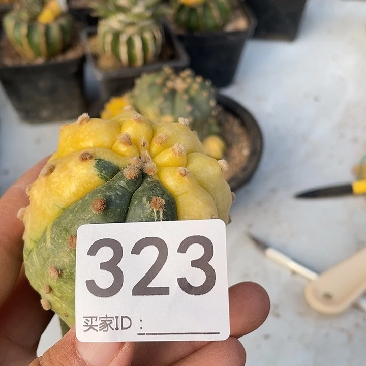 三角大街323号盔甲都紧