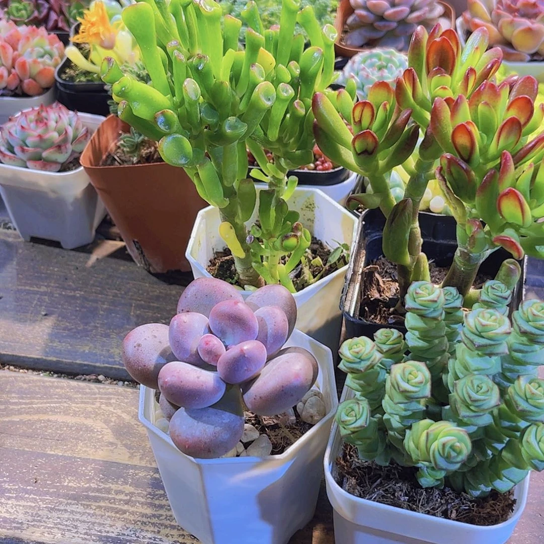 吸财树。招财猫   桃美人。钱多