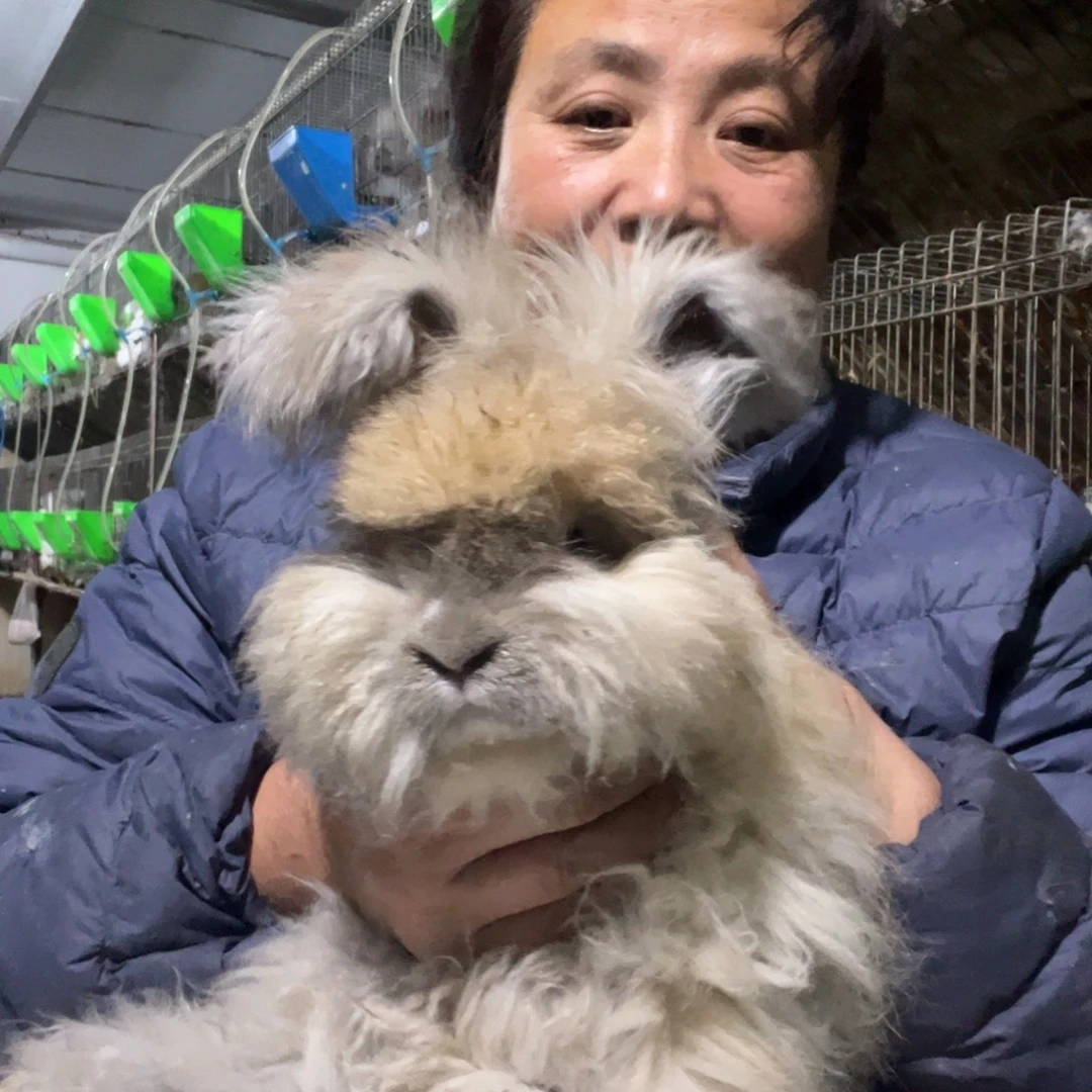 英系安哥拉宠物兔