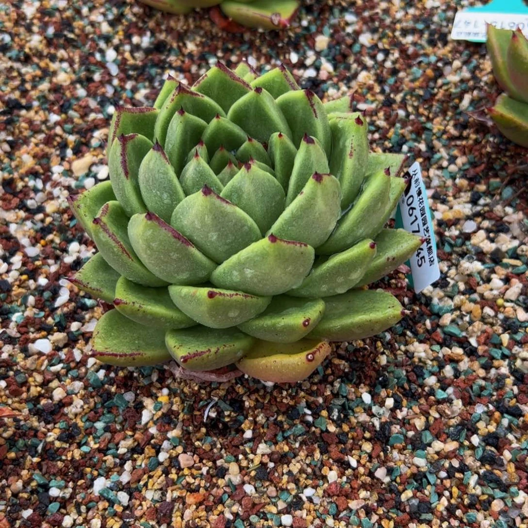 多物一物一拍0617-45
