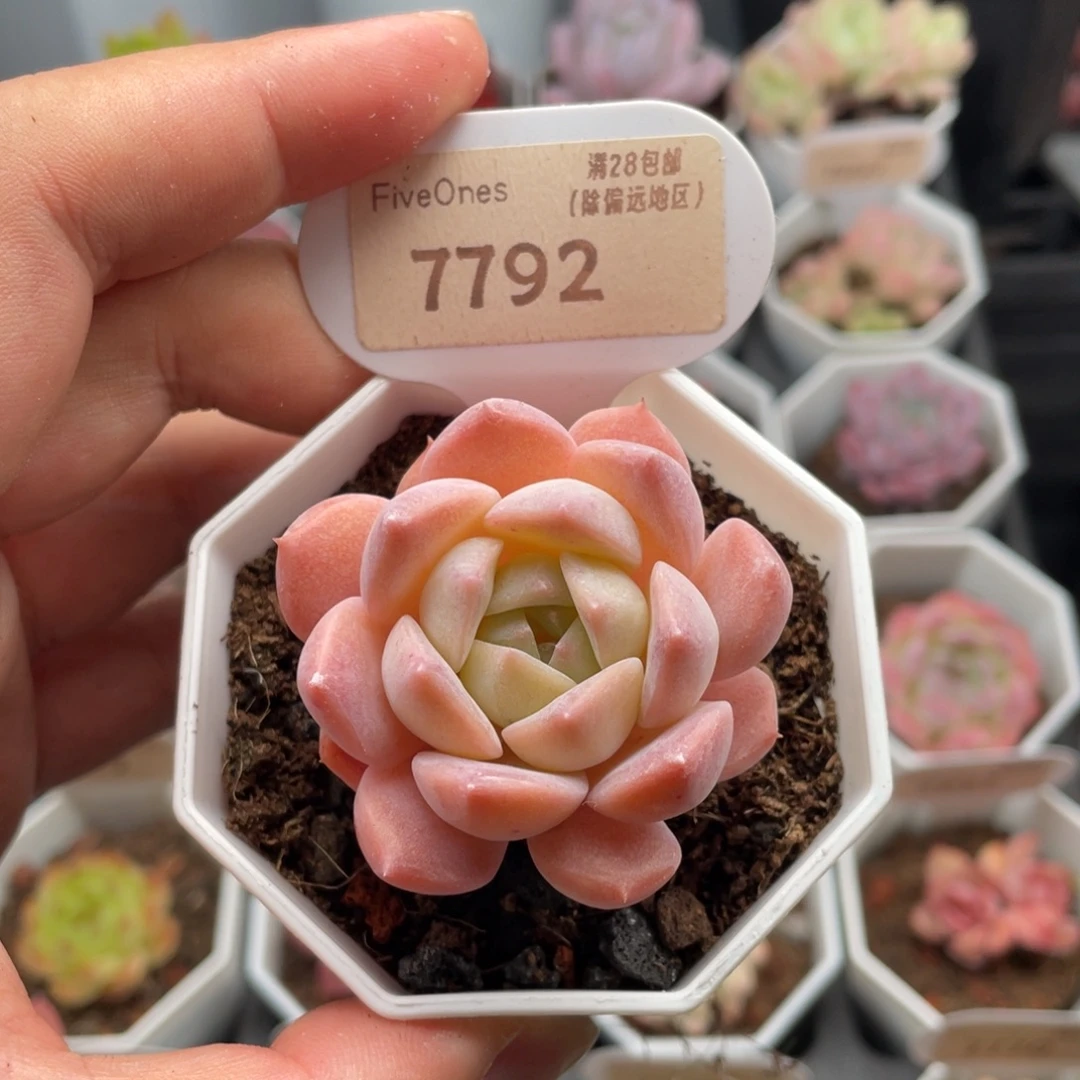 粉魄7792-5.0厘米