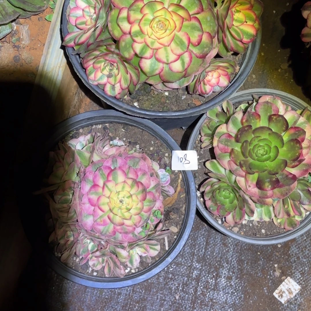 云南多肉植物组拍