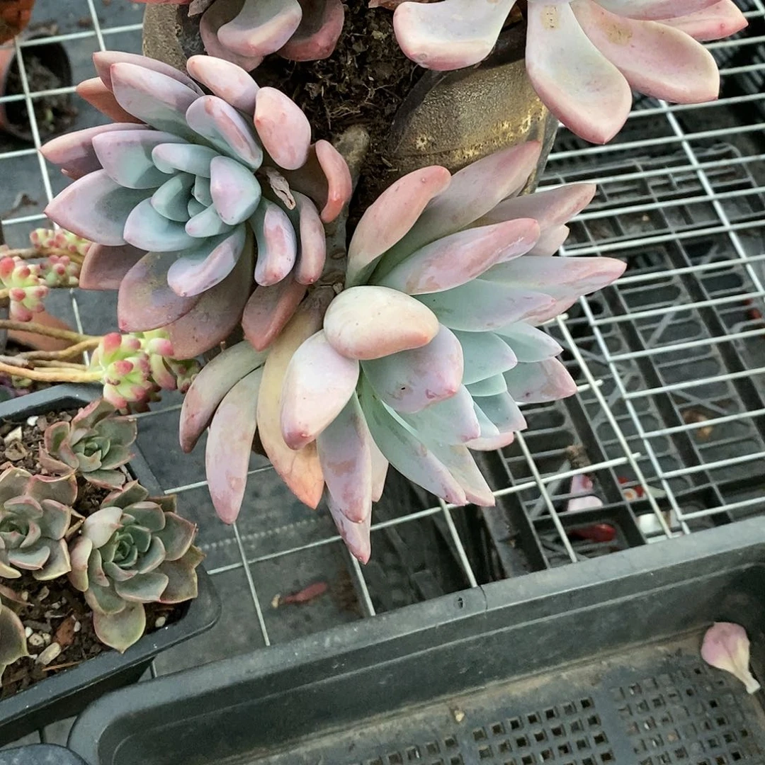 a**l奥普模特4颗多肉植物