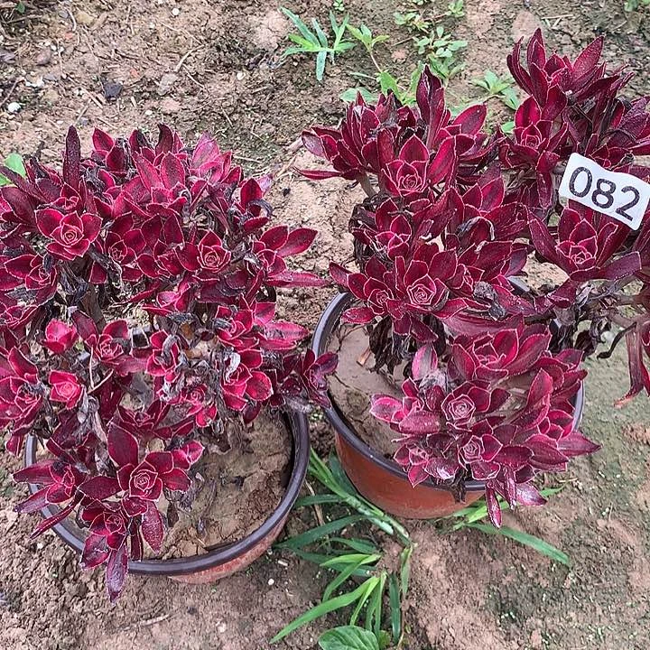 无花朵082两颗香奈儿多肉植物