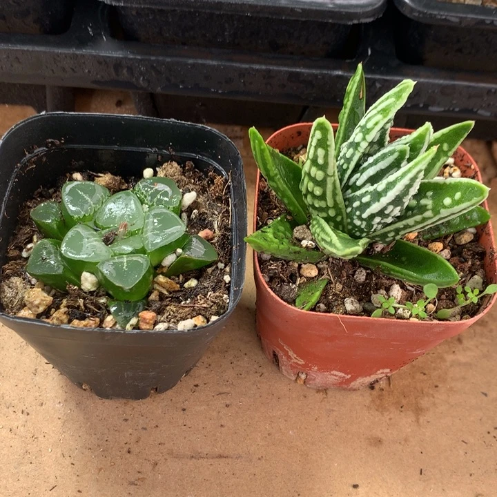 姬翠寿+天使之泪一物一拍