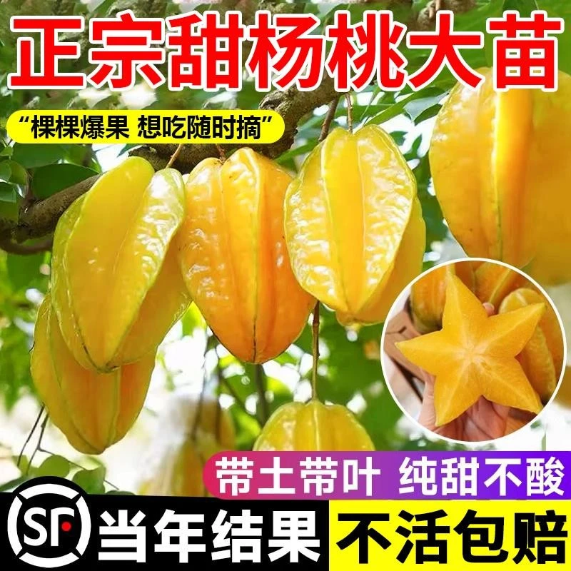正宗嫁接杨桃树苗四季结果清甜无渣甜杨桃酸杨桃树苗盆栽庭院种植
