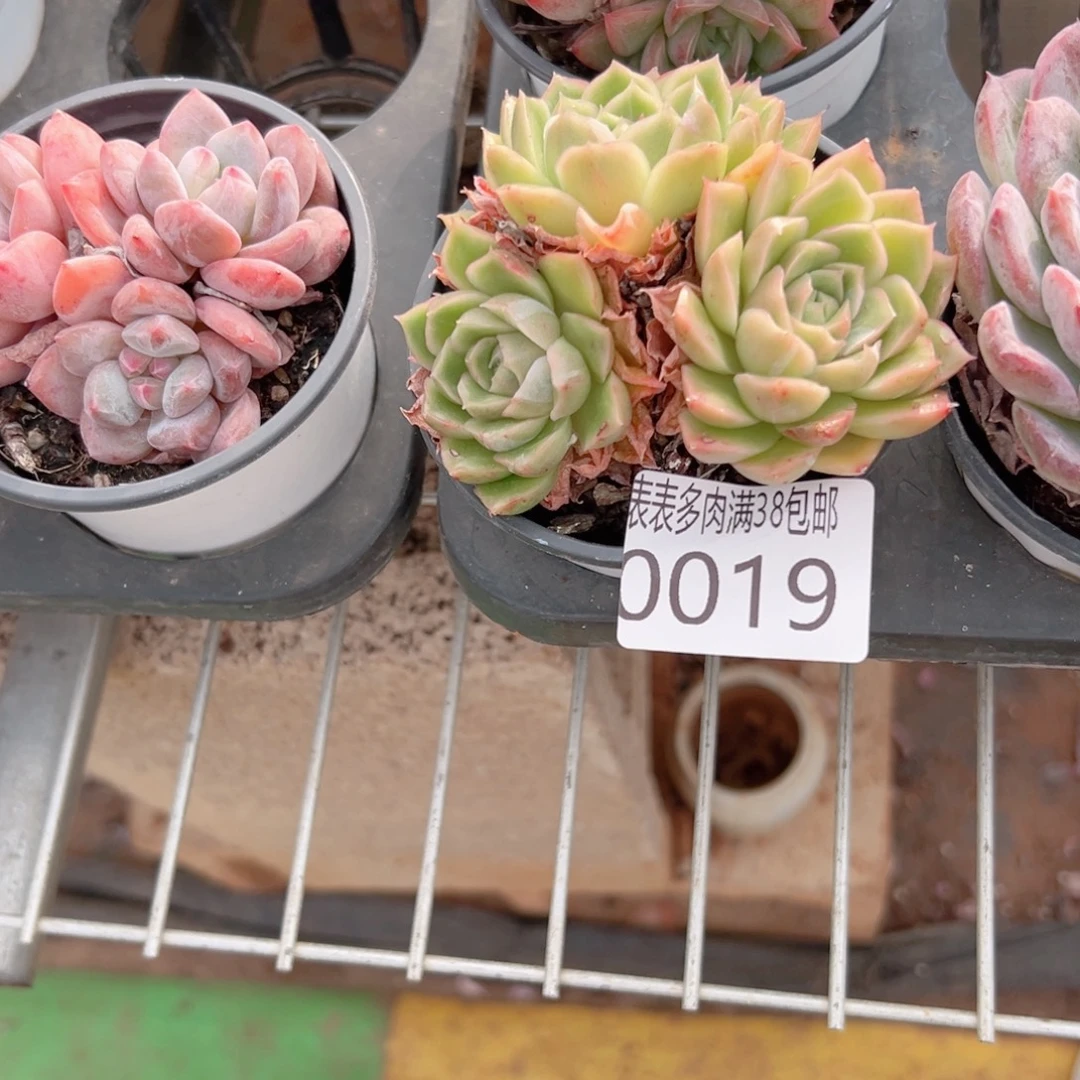 琦***婆多肉一物一拍植物0019