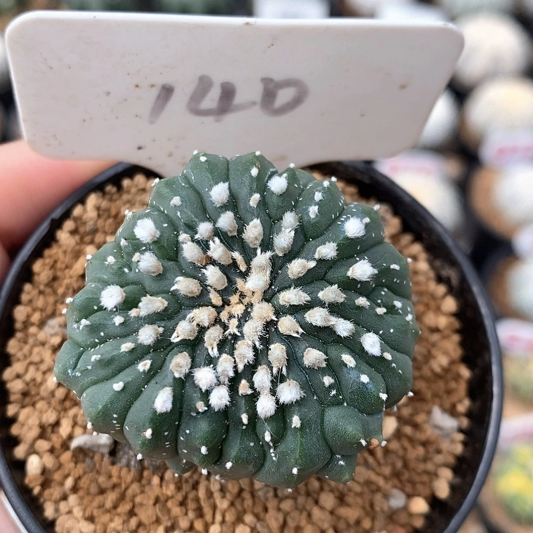 140兜缀系列产品福利