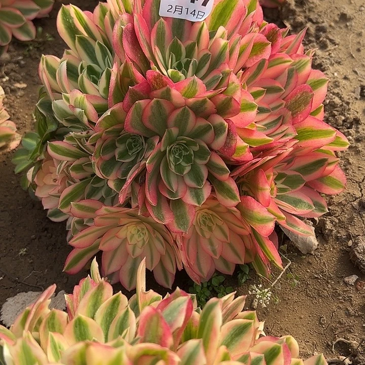 2.14-47女巫多肉4