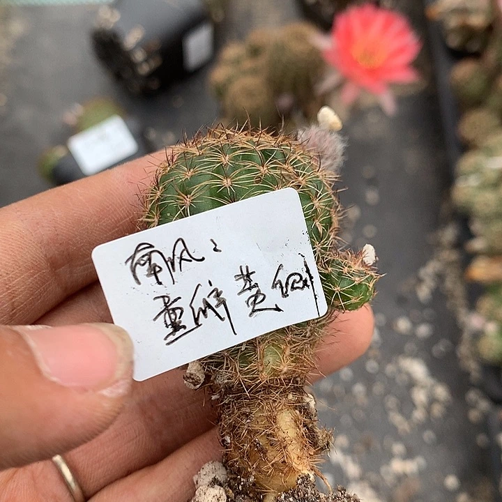 南风专拍侧芽字根