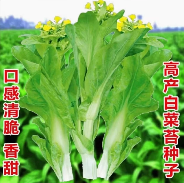 【全店满5包包邮】早熟白菜苔种子菜苔种子种籽庭院播种