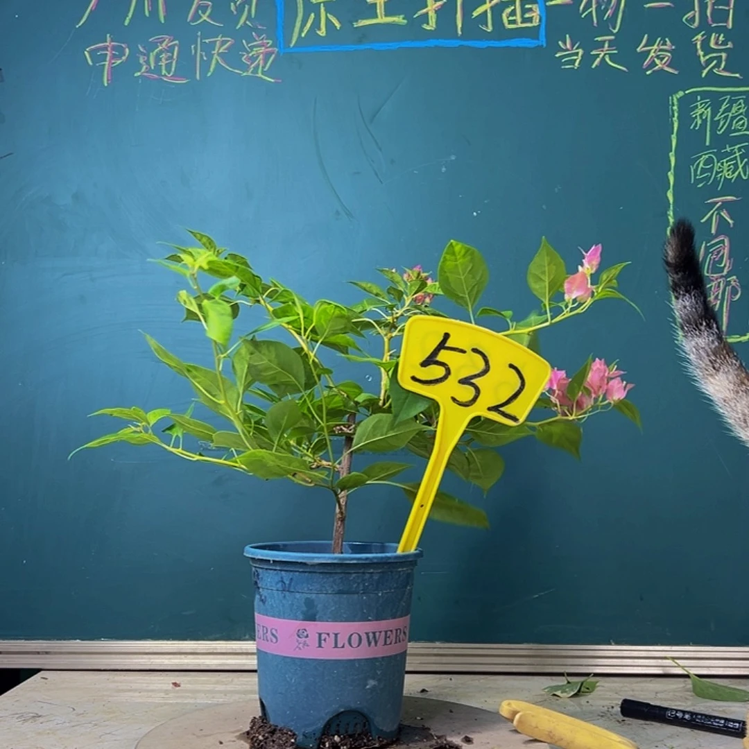 当前无花栽培后可以开花福利  暗斑水晶  532