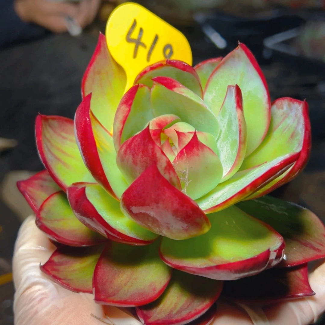 惊鸿仙子一物一拍419号