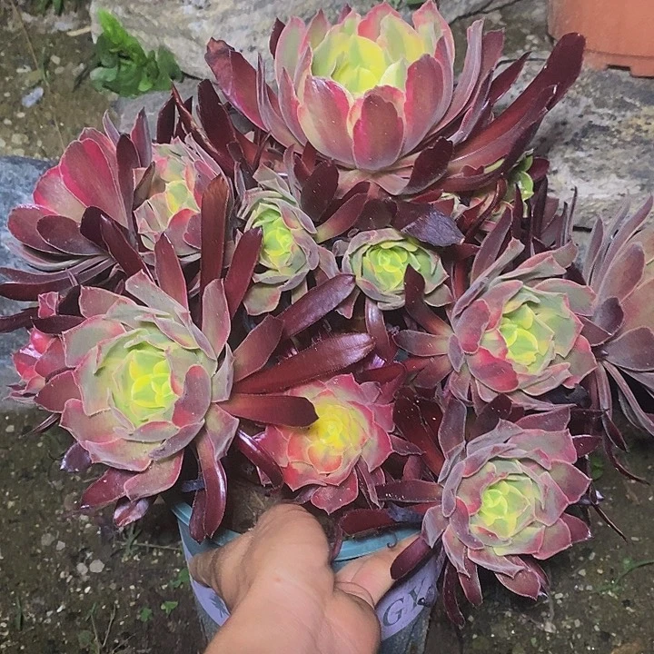 多肉植物保护研究所