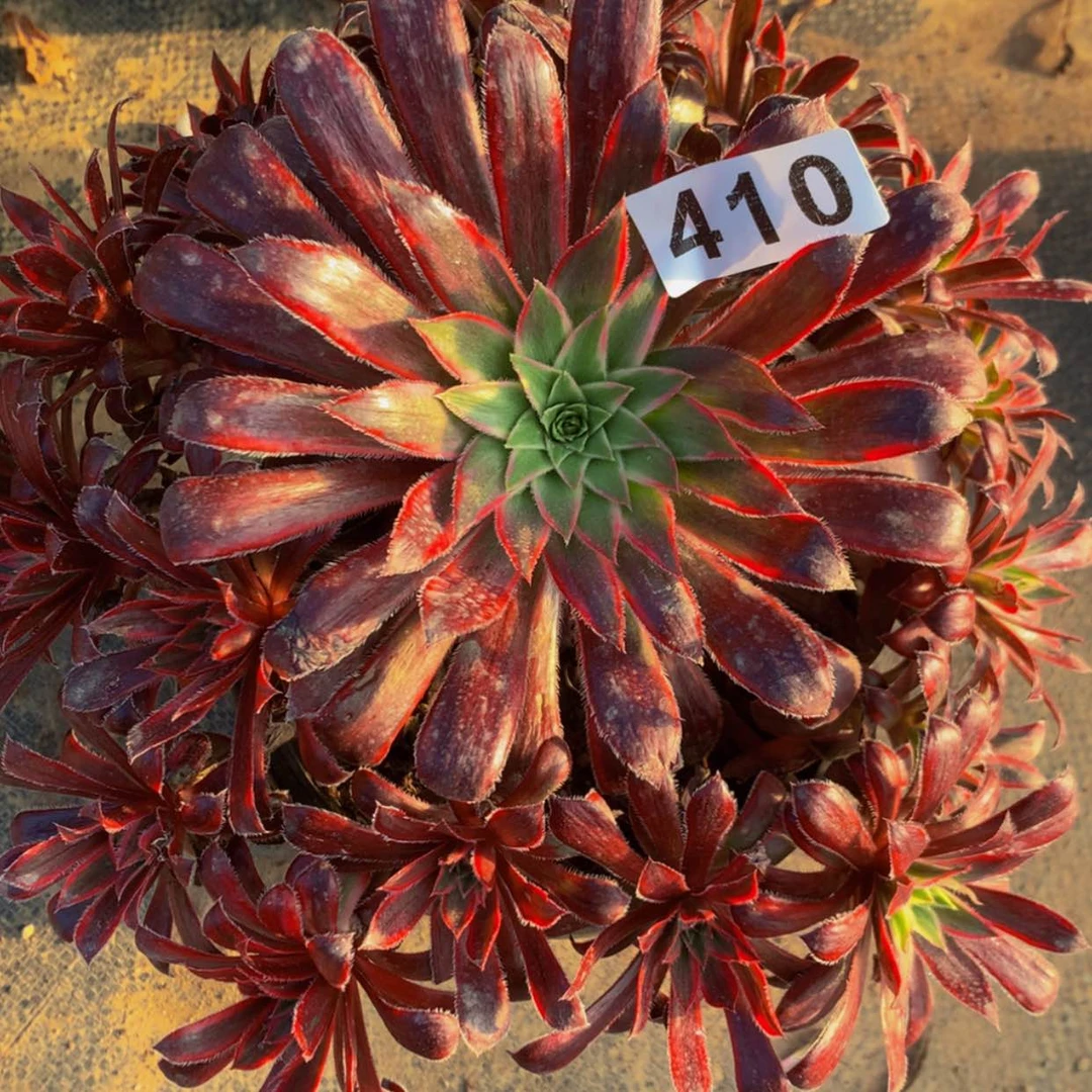 【闪购商品】真*410孔雀多肉