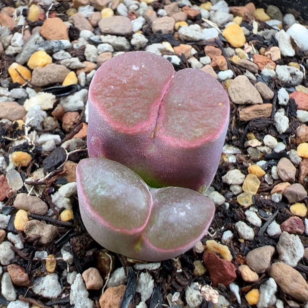 8.7好看的多肉脱土发货195