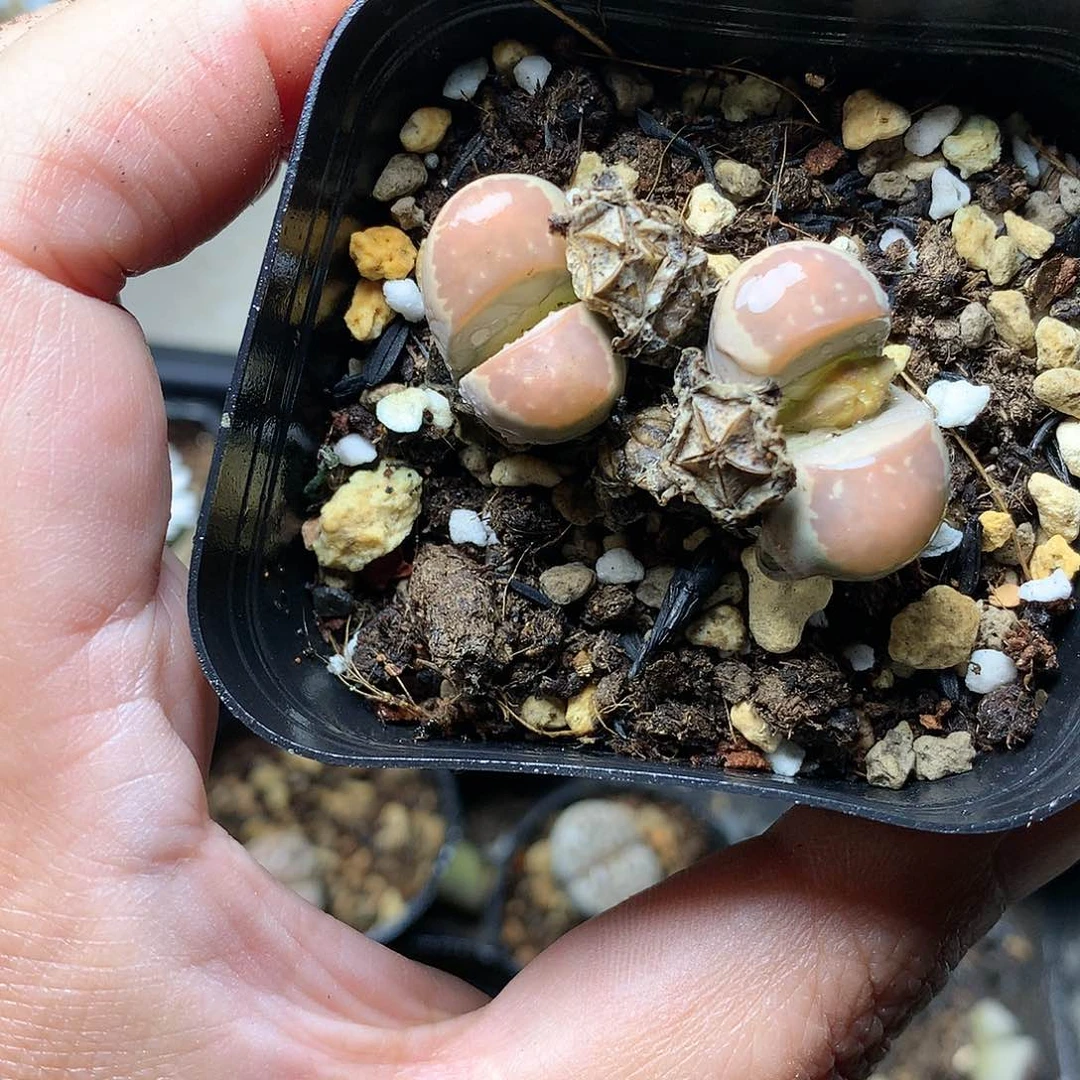 H59多肉植物保护研究所