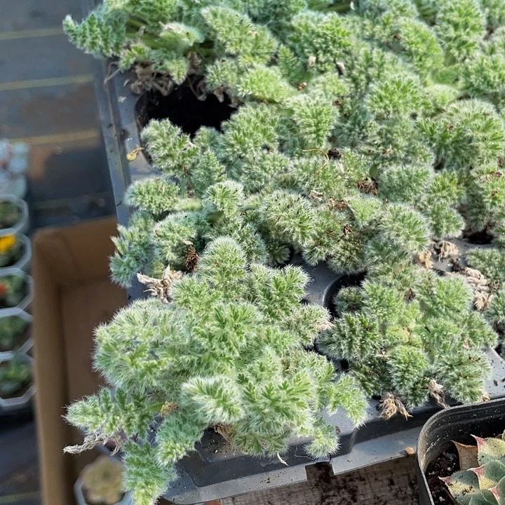 羽叶阳葵3.8带土发