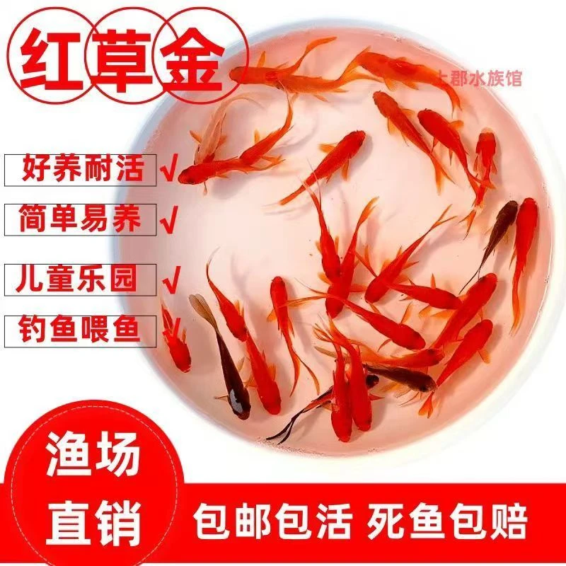 草金鱼冷水观赏鱼好养耐活不怕冷适合新手