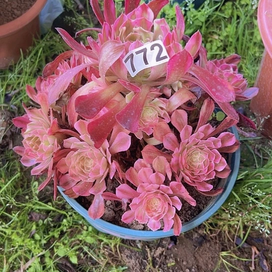 天***路一颗多肉法师希腊语