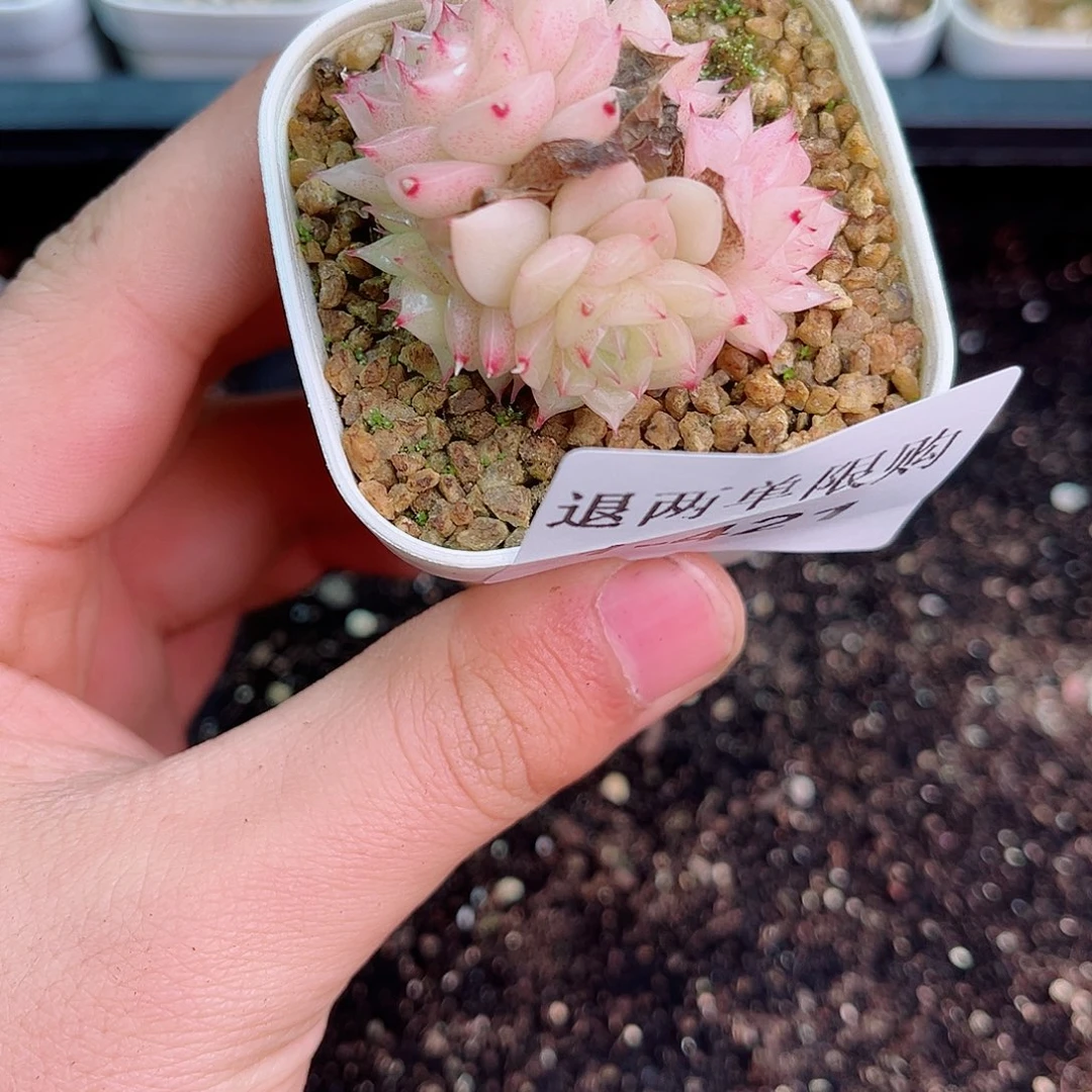 晚*?1-421 新疆西藏内蒙不发12.8抱歉2-3公分多肉