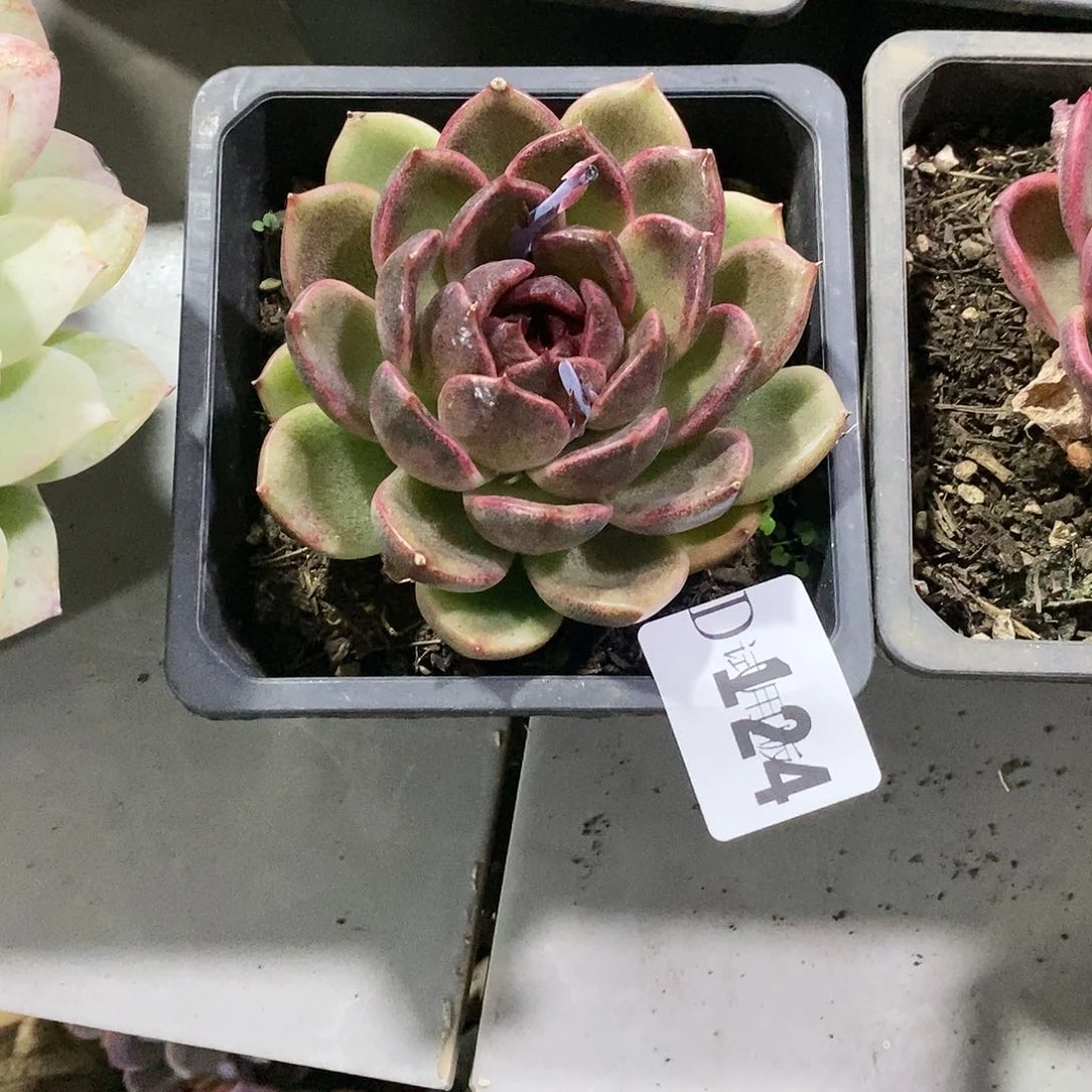 南****鸣124紫水晶多肉植物